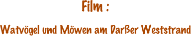 Film :

Watvögel und Möwen am Darßer Weststrand